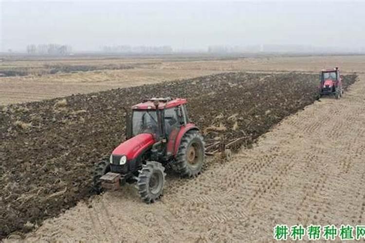 绿意盎然：掌握菜园土快速培肥的科学方法？