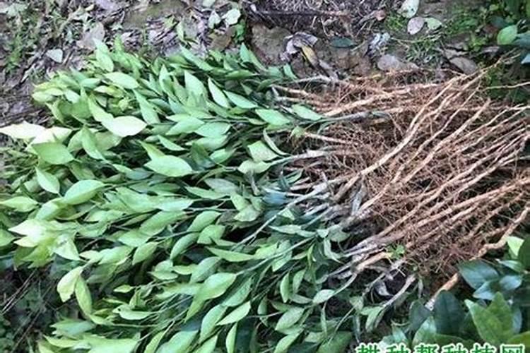 嫁接果苗枯死原因及解决精要