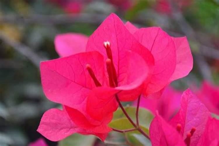 三角梅掉花是什么原因，要如何预防？