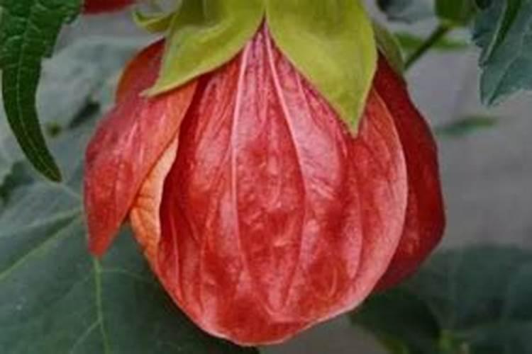 蔓性风铃花不开花原因