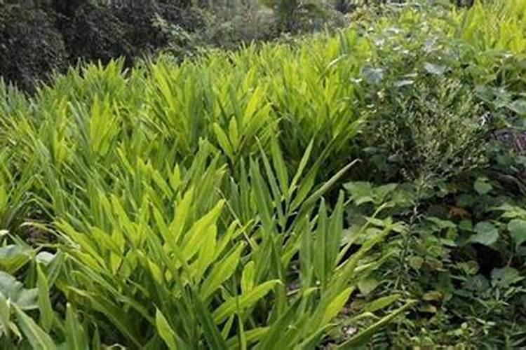 揭秘阳荷笋高效种植的奥秘