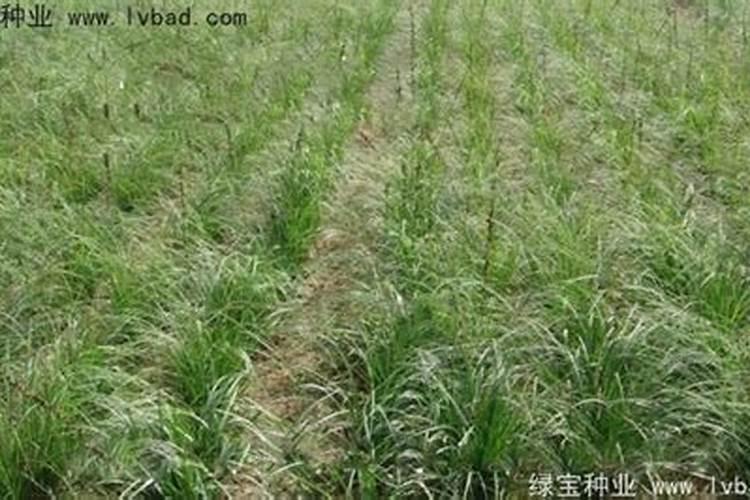 揭秘：如何精心培养出茂盛的知母？