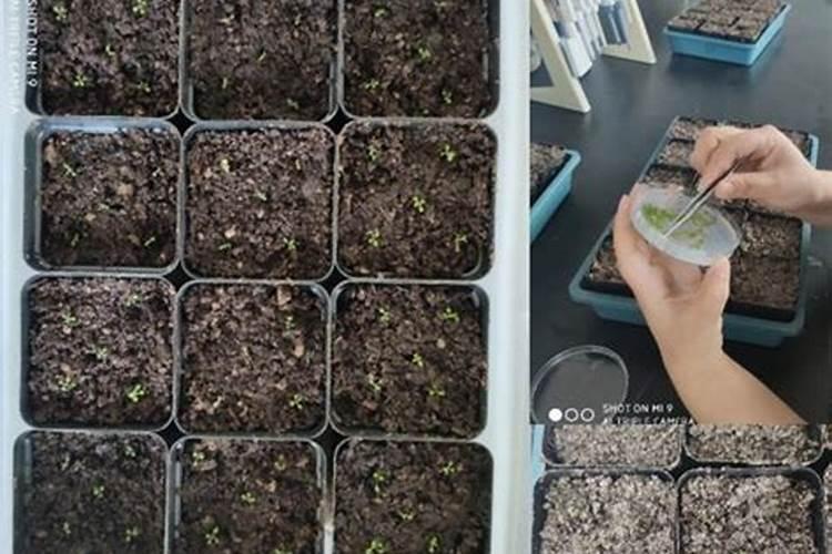 苞心芥栽培管理技术：从播种到收获的全程指导