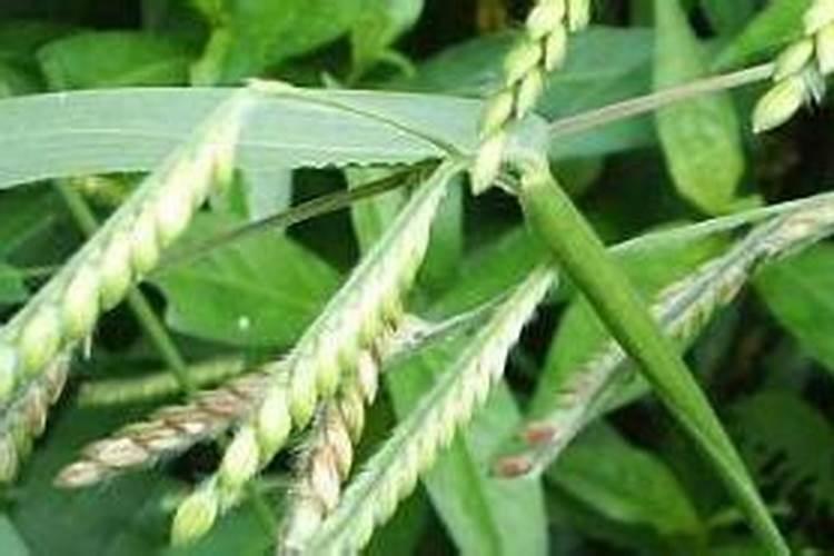 黄瓜画眉草用什么药？