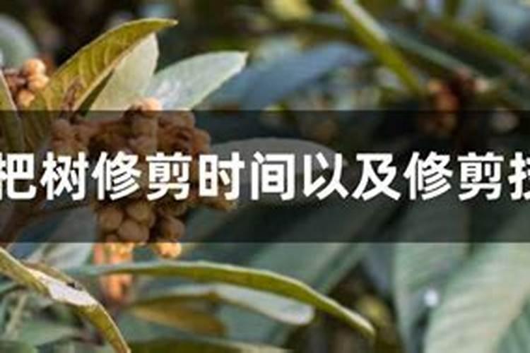枇杷树修剪时间以及修剪技术要点