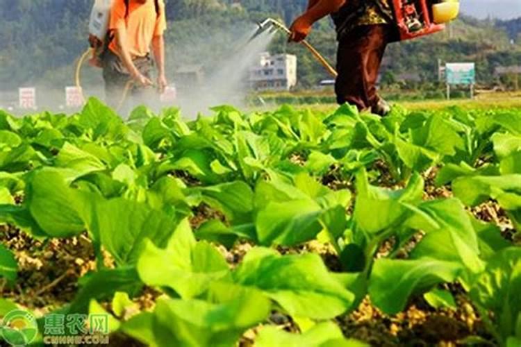 让小苗长快的叶面肥叫什么肥料？