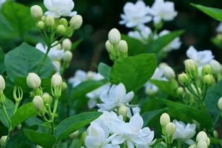 栽培茉莉花技术