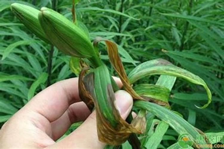 百合种植过程中易着哪些病虫害，应如何防治？