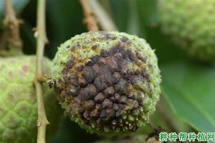 荔枝炭疽病的克星：治疗策略与发病规律解析