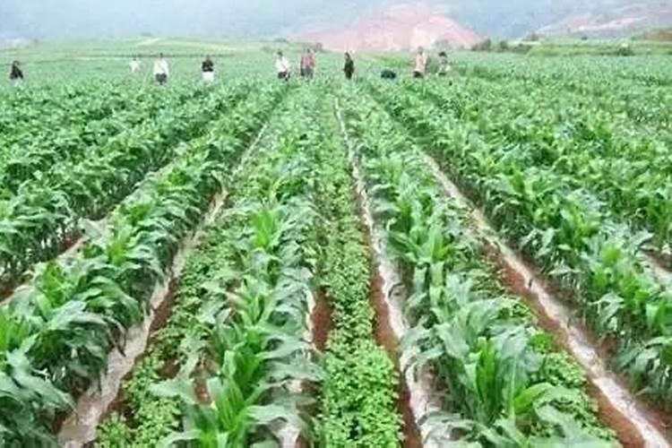 雨季施药新策略：掌握三种巧妙技术，保护作物增产增收