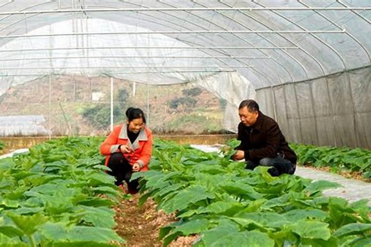绿意盎然：蔬菜苗期管理的智慧策略
