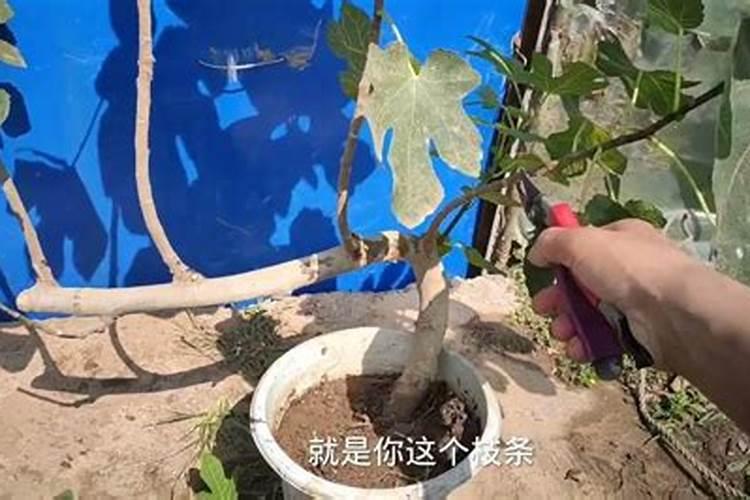 无花果冬剪需注意四点