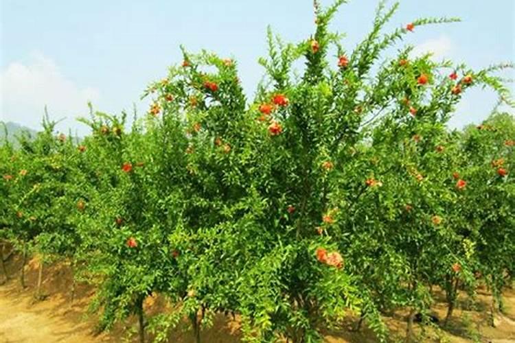 石榴树种植要点，光照施肥浇水缺一不可