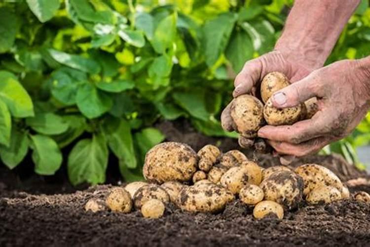 揭秘马铃薯纺锤块茎类病毒病：症状、影响与治理
