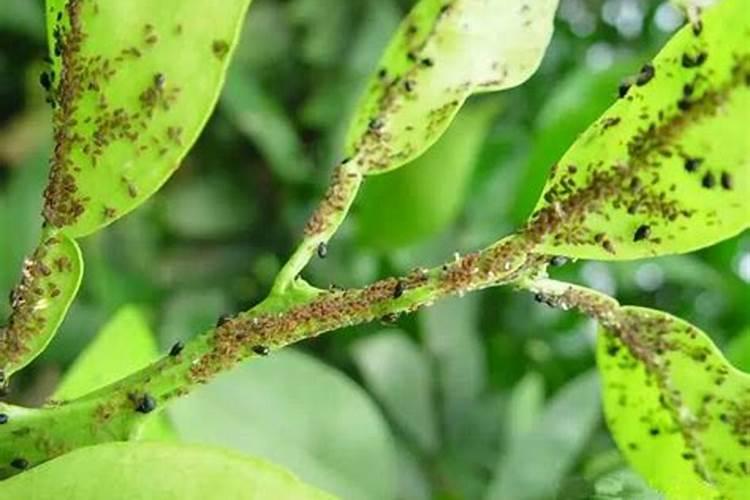 果树蚜虫有哪些？果树常见的蚜虫及解决方法