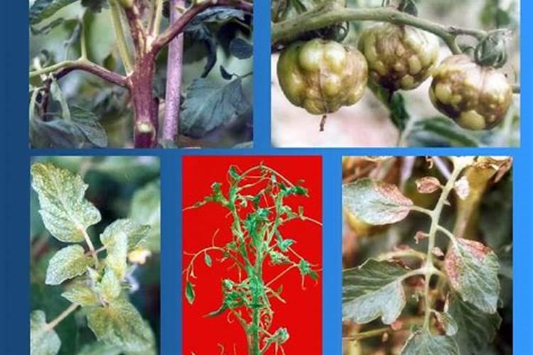 秋冬茬番茄病虫害防治：选择正确农药的策略