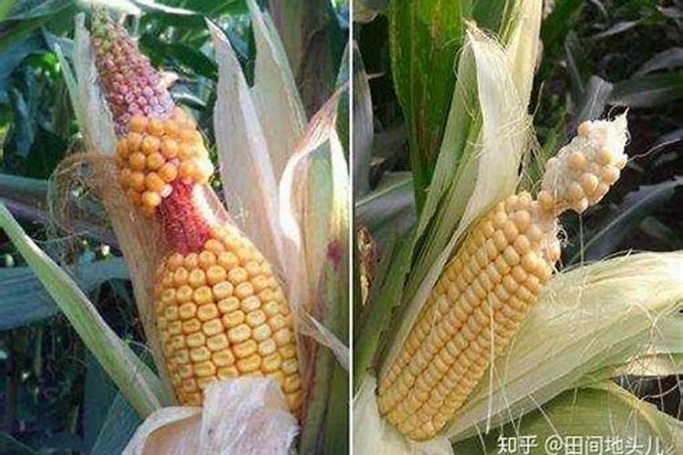 玉米杠铃穗有怎样的危害？