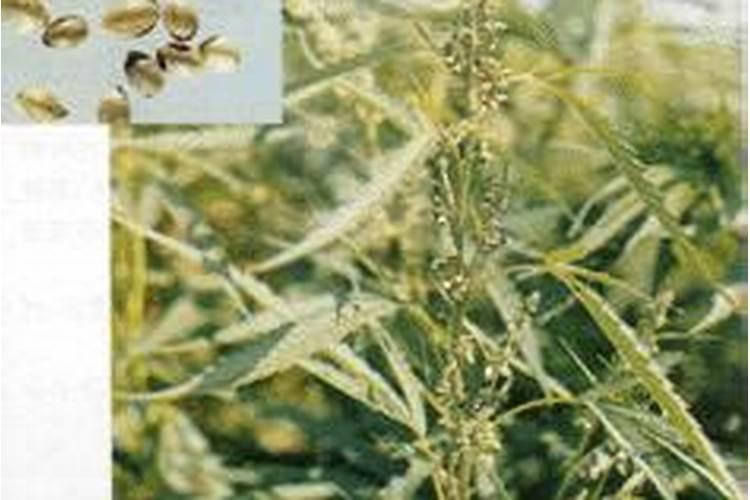 火麻仁种植技术，在秋季深耕，在冬季或春季灌溉