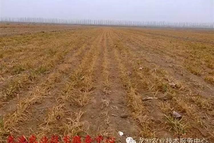 怎么防止小麦冬前旺长小麦冬前旺长的防控措施？