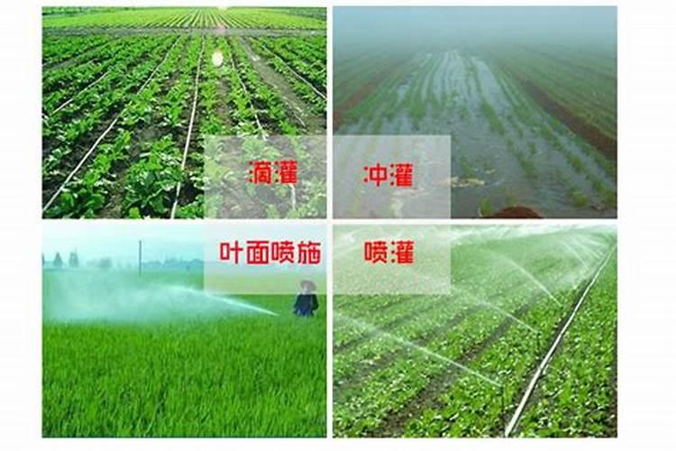蔬菜微肥喷施技巧：提升产量与品质的关键步骤
