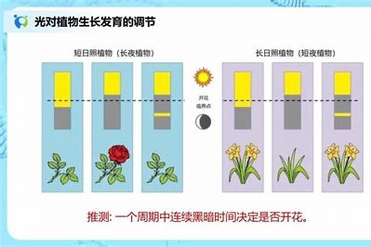 水田怎样施硼肥最好用呢？