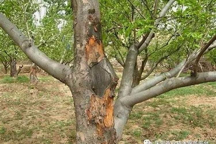 菠萝蜜疏果剪枝后伤口腐烂防治全攻略