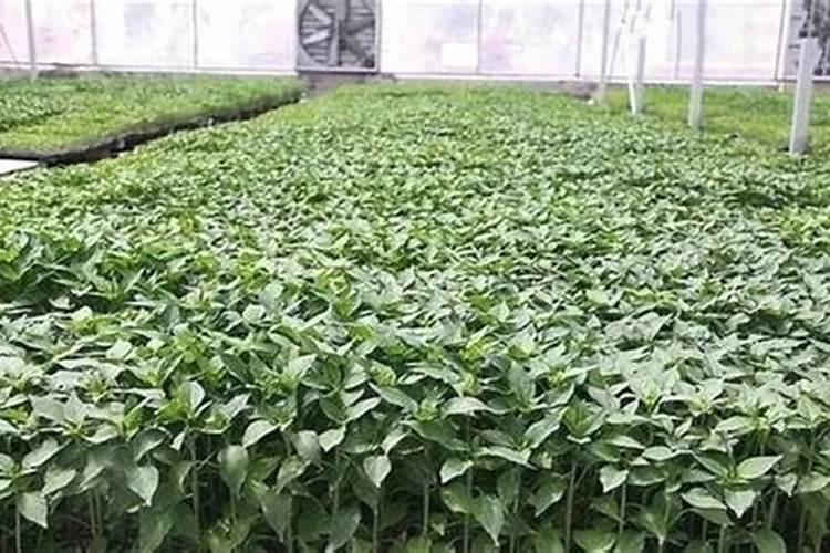 蔬菜蹲苗：掌握关键步骤，确保健康成长