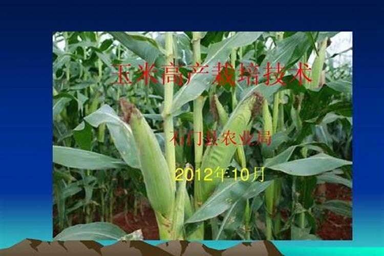 甜玉米种类及高产栽培技术