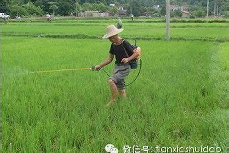 田间守护者：防治水稻螟虫的药剂全解析