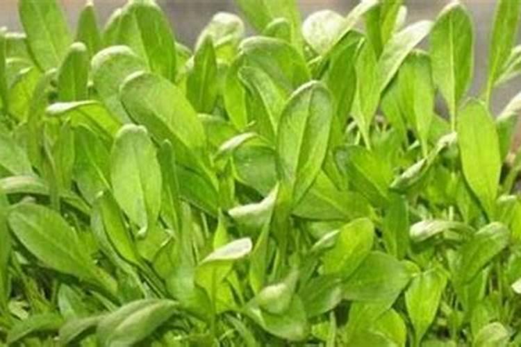 春日绿意：掌握春季菠菜种植的黄金要点