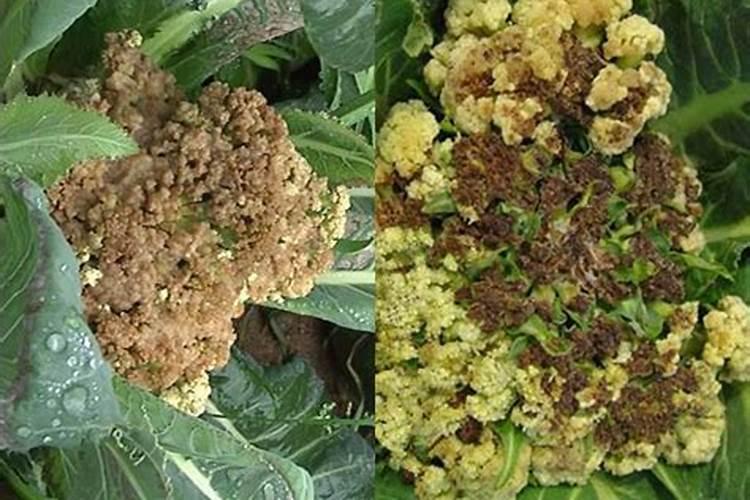 守护绿意盎然：花椰菜软腐病的防治策略