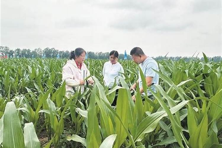 绿色守护：玉米螟虫防治与种植技巧全解析