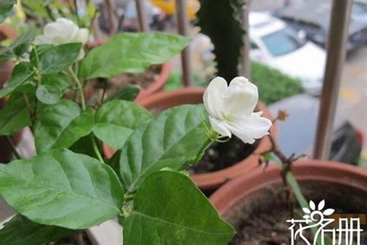 茉莉不开花是什么原因导致的？
