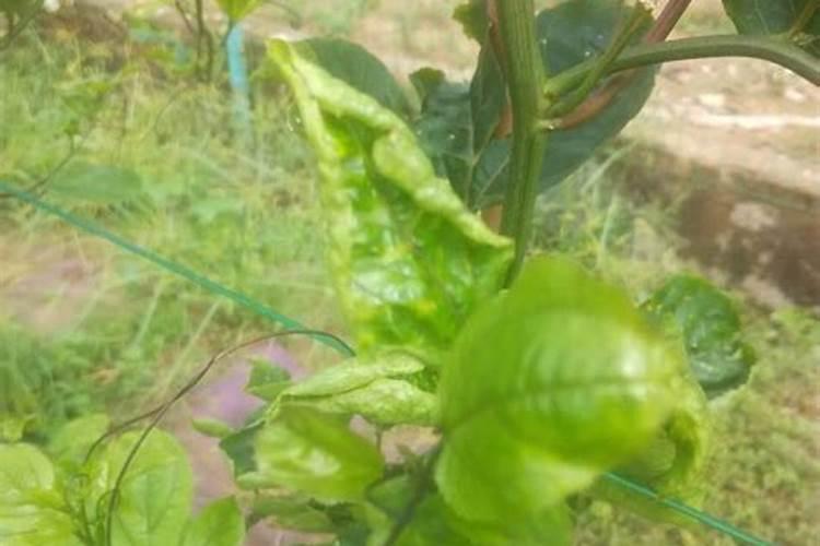 绿色守护：百香果病虫害防治与施药策略全解析