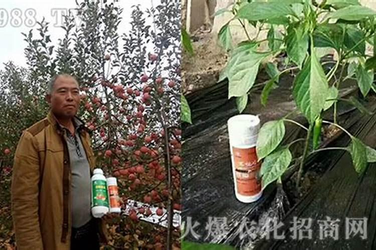 抵御严寒：木瓜栽培中的抗寒防冻策略
