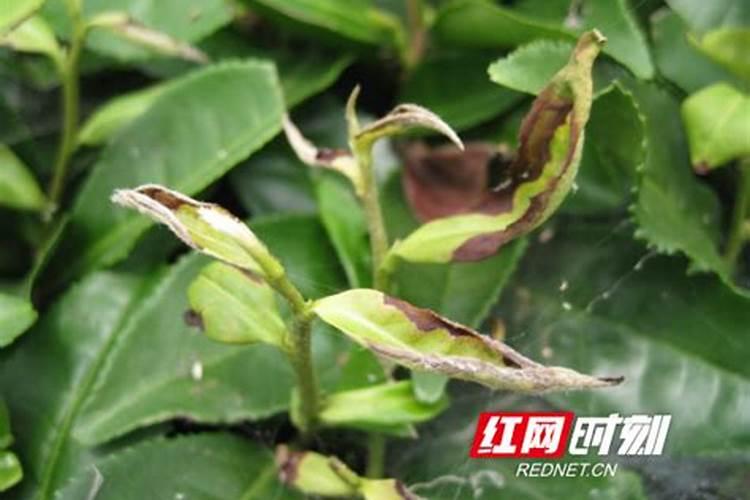 绿色守护：有效防治茶树绿叶蝉的策略与方法？
