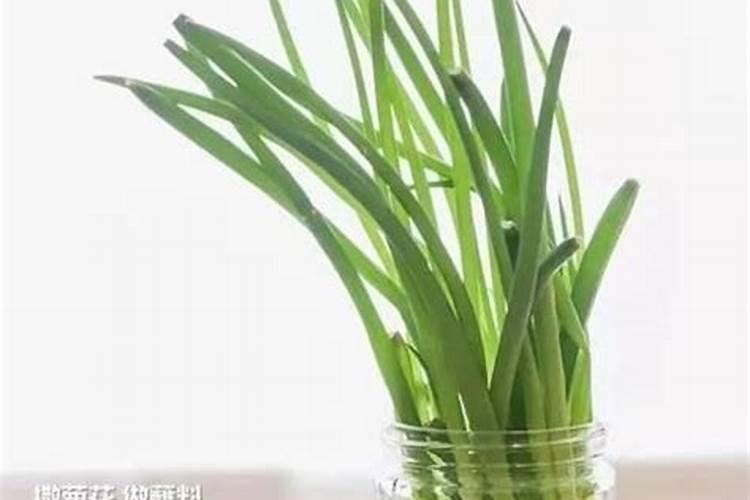 绿意盎然：小葱的水培技术全解析