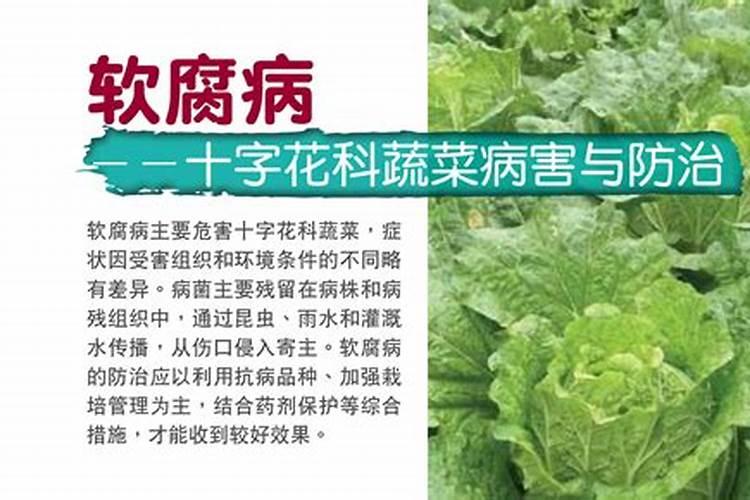 战胜风信子软腐病：有效药物与综合防治策略