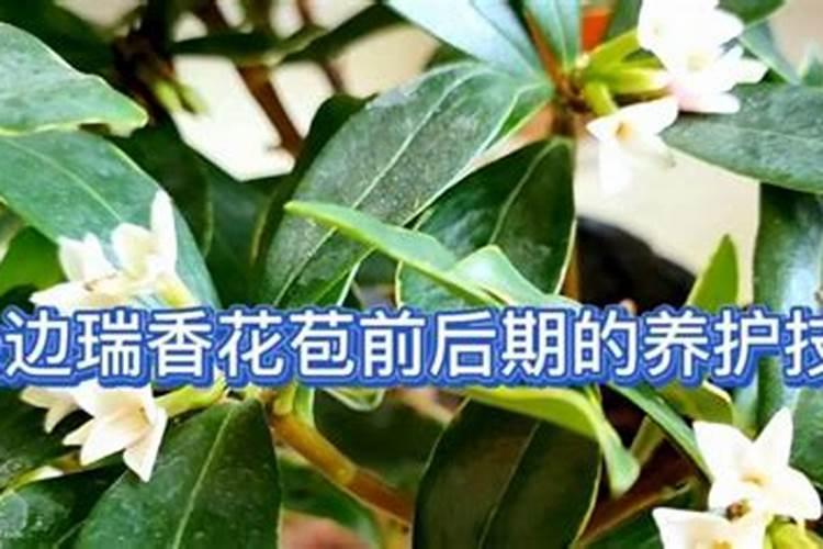 瑞香养护秘籍：肥料篇