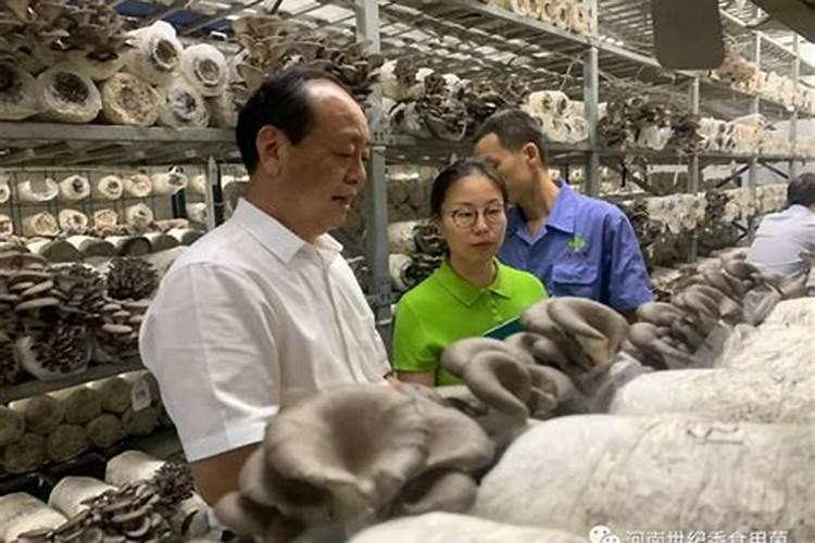 食用菌高产栽培与管理：掌握关键要素，实现丰收梦想