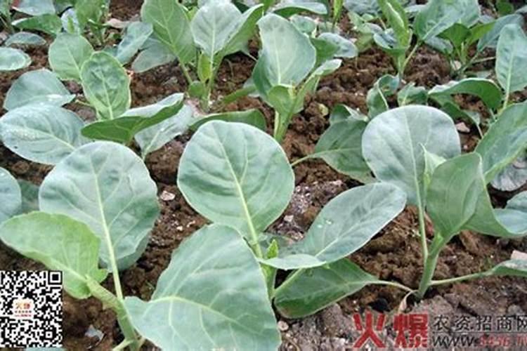 绿意盎然：常规芥蓝栽培技术揭秘
