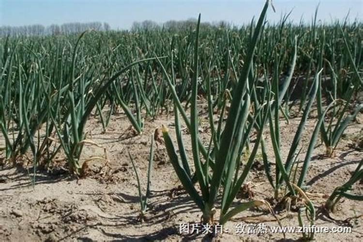 洋葱腐烂的原因及防治方法？
