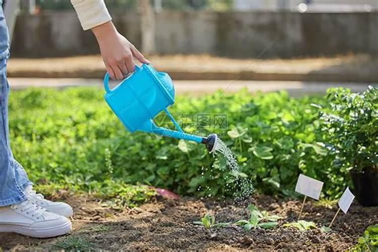 茉莉籽的种植指南：浇水与施肥的艺术