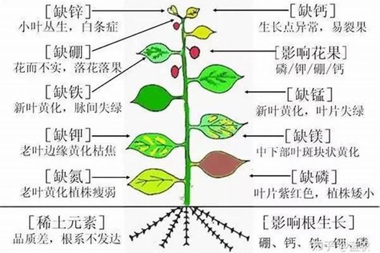 什么是甘薯缺素症？