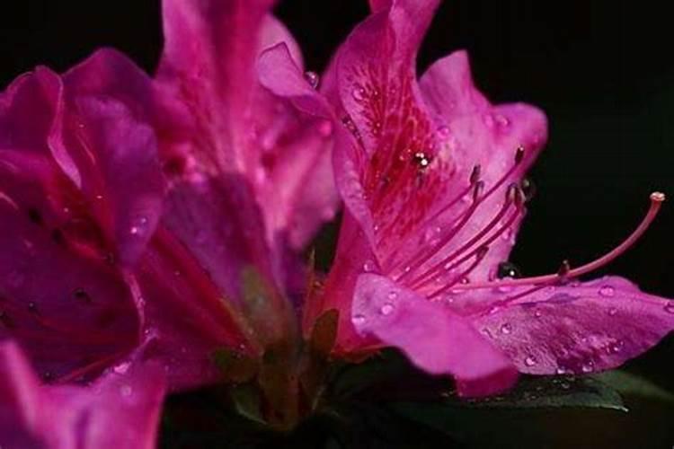 杜鹃花花蕾期能追肥吗？