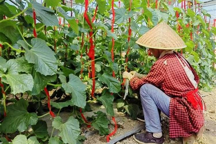 提升品质与收益：大棚温室甜瓜套袋的关键注意事项