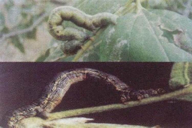 枣粘虫的发生及防治技术