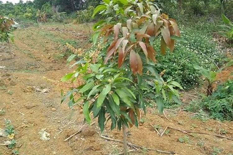芒果缺磷怎么办？