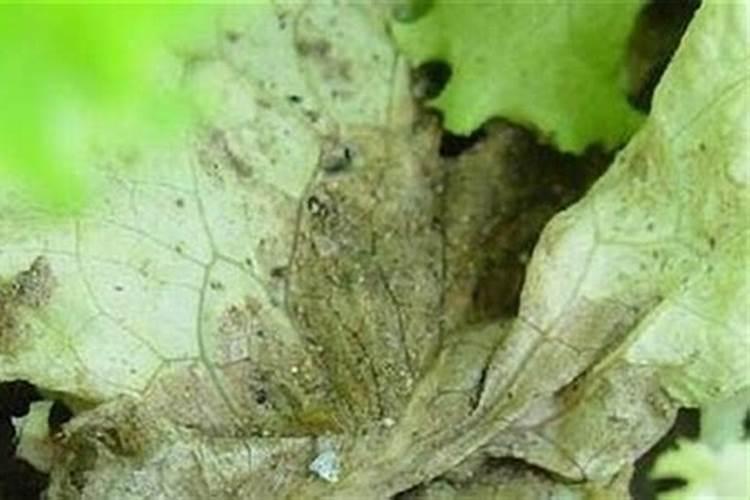 夏季生菜霜霉病的克星：高效防治策略揭秘
