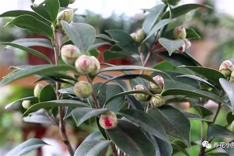 用锌肥可以浇茶花吗？